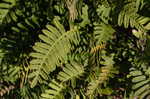 Resurrection fern